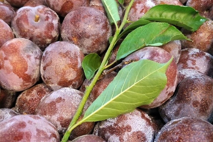 李董果醋,純釀,果醋