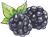 黑莓醋,陳年果醋,李董果醋莊園